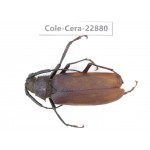 Cerambycidae sp. China, Yunnan, Dali, S of Mt.Cangshan. 1Pcs. Cole-Cera-22880.