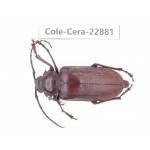 Cerambycidae sp. China, Yunnan, Dali, S of Mt.Cangshan. 1Pcs. Cole-Cera-22881.