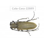 Cerambycidae sp. China, Yunnan, Dali, S of Mt.Cangshan. 1Pcs. Cole-Cera-22889.