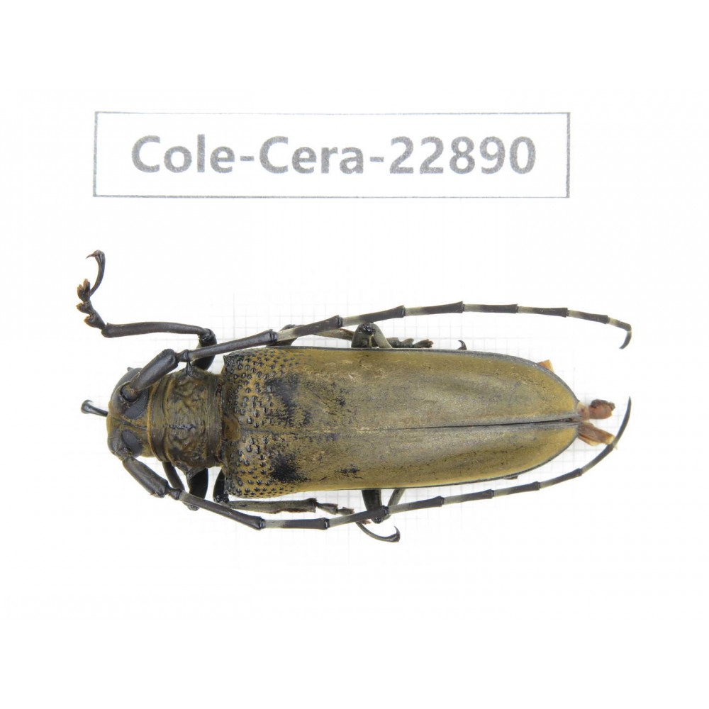 Cerambycidae sp. China, Yunnan, Dali, S of Mt.Cangshan. 1Pcs. Cole-Cera-22890.