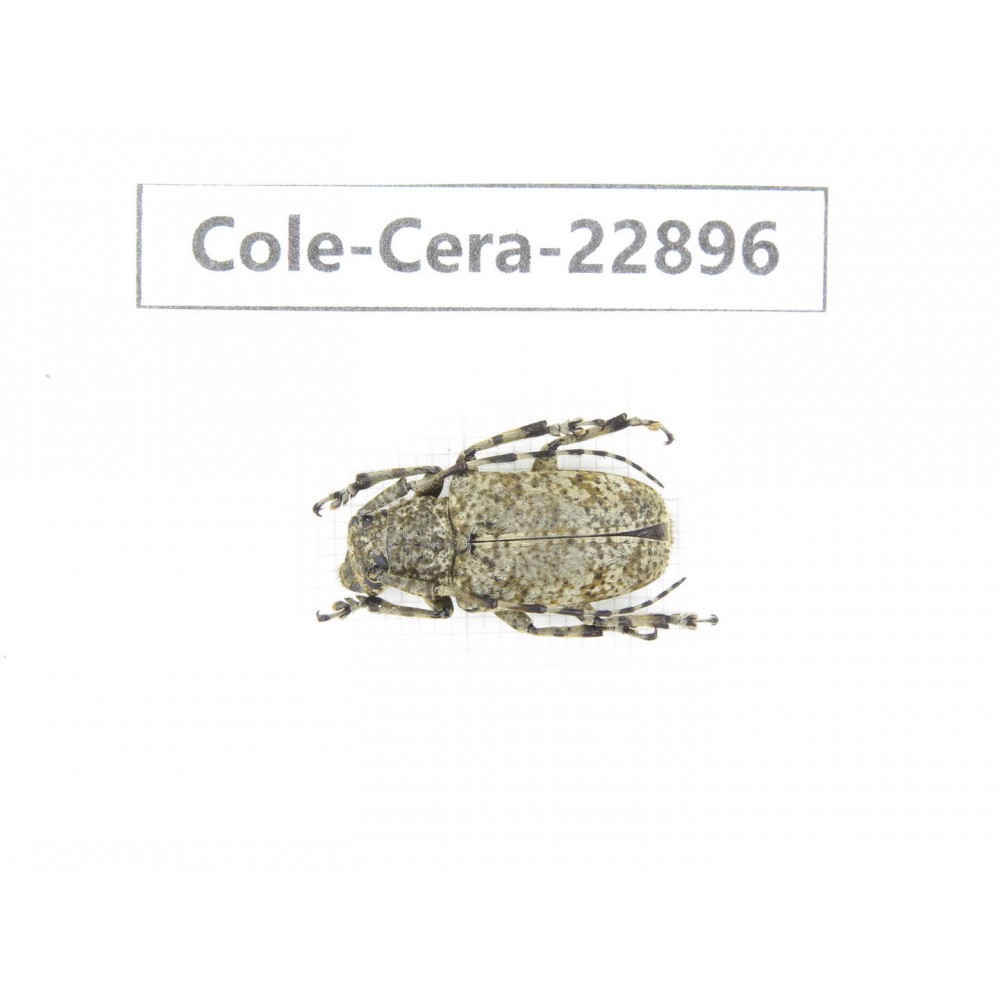 Cerambycidae sp. China, Yunnan, Chuxiong, Shuangbai county. 1Pcs. Cole-Cera-22896.