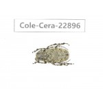 Cerambycidae sp. China, Yunnan, Chuxiong, Shuangbai county. 1Pcs. Cole-Cera-22896.