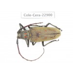 Cerambycidae sp. China, Yunnan, Chuxiong, Shuangbai county. 1Pcs. Cole-Cera-22900.