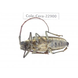 Cerambycidae sp. China, Yunnan, Chuxiong, Shuangbai county. 1Pcs. Cole-Cera-22900.