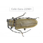 Cerambycidae sp. China, Yunnan, Chuxiong, Shuangbai county. 1Pcs. Cole-Cera-22901.
