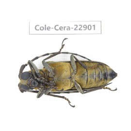 Cerambycidae sp. China, Yunnan, Chuxiong, Shuangbai county. 1Pcs. Cole-Cera-22901.