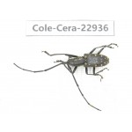 Cerambycidae sp. China, Guizhou, Qiandongnan, Mt.Leigongshan.1Pcs. Cole-Cera-22936.
