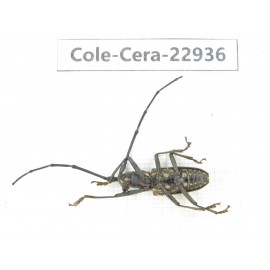 Cerambycidae sp. China, Guizhou, Qiandongnan, Mt.Leigongshan.1Pcs. Cole-Cera-22936.
