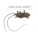Cerambycidae sp. China, Guizhou, Qiandongnan, Mt.Leigongshan.1Pcs. Cole-Cera-22937.