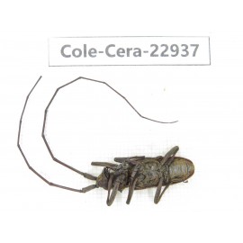 Cerambycidae sp. China, Guizhou, Qiandongnan, Mt.Leigongshan.1Pcs. Cole-Cera-22937.