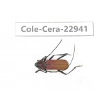 Cerambycidae sp. China, Guizhou, Qiandongnan, Mt.Leigongshan.1Pcs. Cole-Cera-22941.