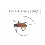 Cerambycidae sp. China, Guizhou, Qiandongnan, Mt.Leigongshan.1Pcs. Cole-Cera-22942.