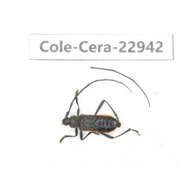 Cerambycidae sp. China, Guizhou, Qiandongnan, Mt.Leigongshan.1Pcs. Cole-Cera-22942.