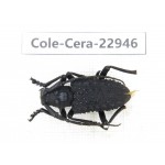 Cerambycidae sp. China, Guizhou, Qiandongnan, Mt.Leigongshan.1Pcs. Cole-Cera-22946.