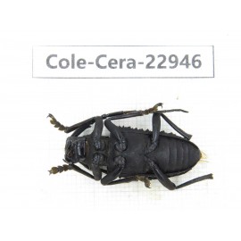 Cerambycidae sp. China, Guizhou, Qiandongnan, Mt.Leigongshan.1Pcs. Cole-Cera-22946.