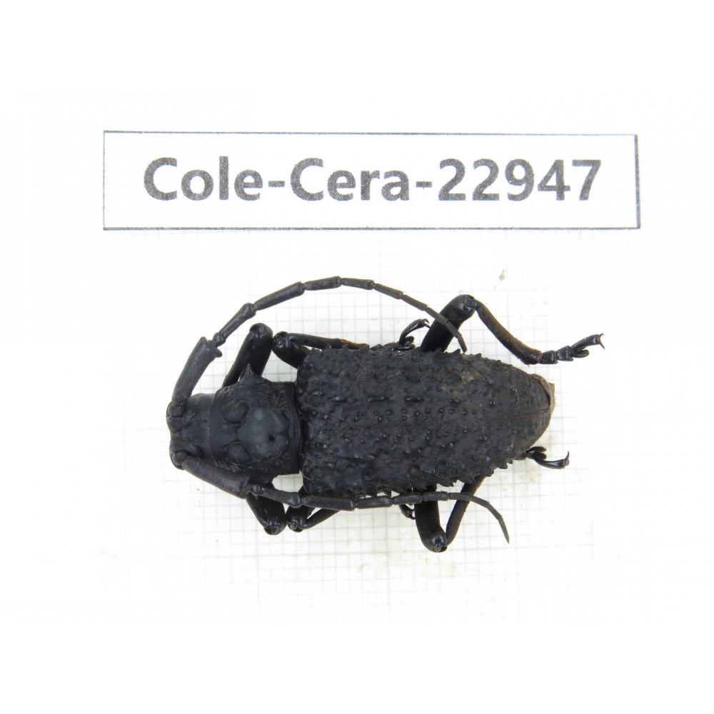 Cerambycidae sp. China, Guizhou, Qiandongnan, Mt.Leigongshan.1Pcs. Cole-Cera-22947.
