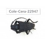 Cerambycidae sp. China, Guizhou, Qiandongnan, Mt.Leigongshan.1Pcs. Cole-Cera-22947.