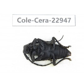 Cerambycidae sp. China, Guizhou, Qiandongnan, Mt.Leigongshan.1Pcs. Cole-Cera-22947.