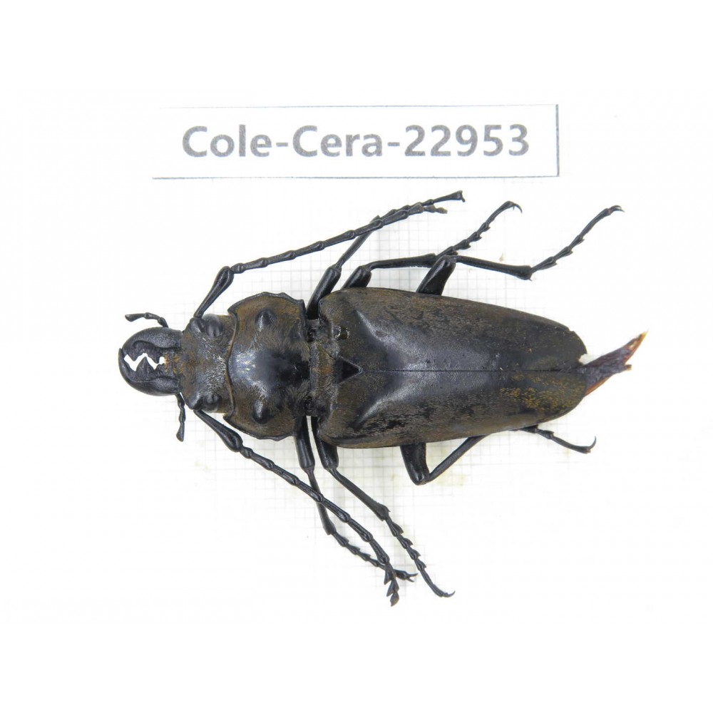 Cerambycidae sp. China, Guizhou, Qiandongnan, Mt.Leigongshan.1Pcs. Cole-Cera-22953.