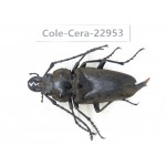 Cerambycidae sp. China, Guizhou, Qiandongnan, Mt.Leigongshan.1Pcs. Cole-Cera-22953.