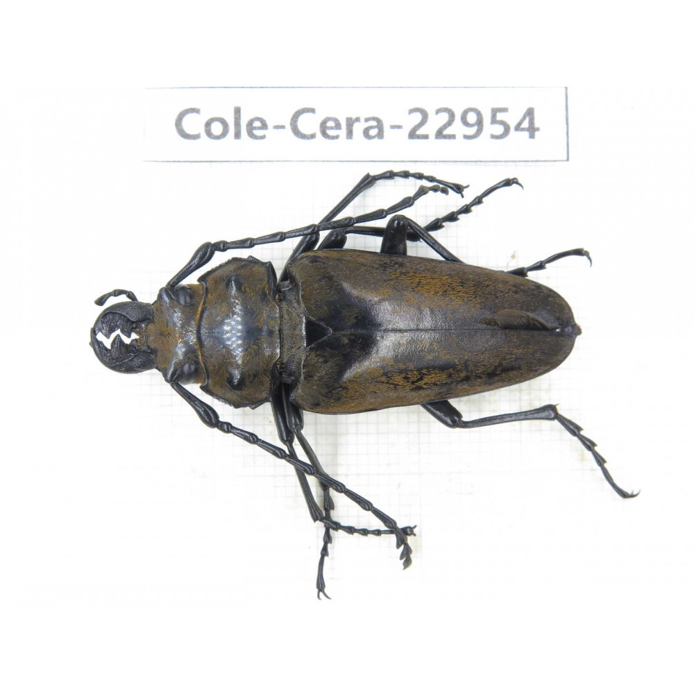 Cerambycidae sp. China, Guizhou, Qiandongnan, Mt.Leigongshan.1Pcs. Cole-Cera-22954.
