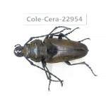 Cerambycidae sp. China, Guizhou, Qiandongnan, Mt.Leigongshan.1Pcs. Cole-Cera-22954.