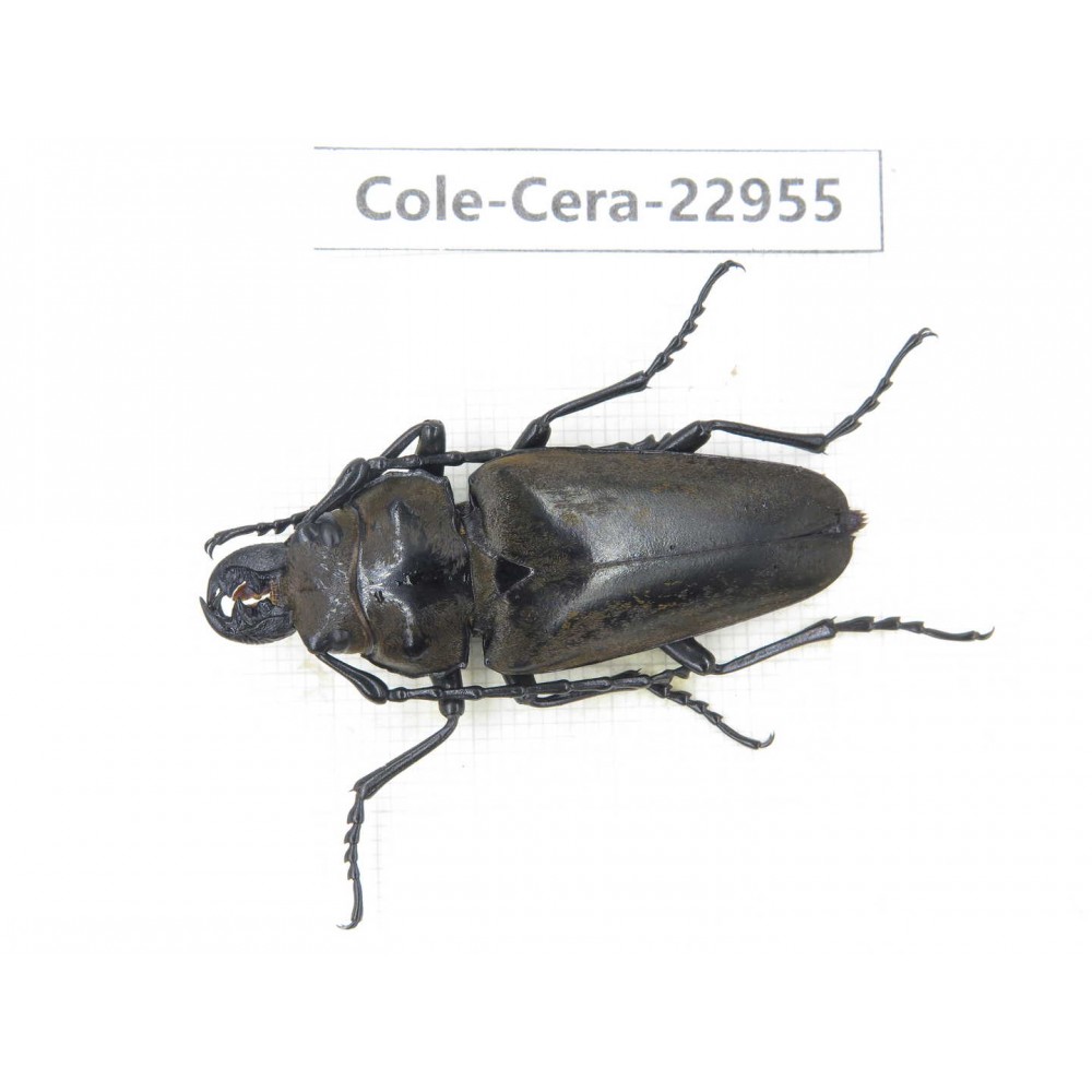 Cerambycidae sp. China, Guizhou, Qiandongnan, Mt.Leigongshan.1Pcs. Cole-Cera-22955.