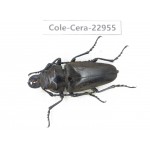 Cerambycidae sp. China, Guizhou, Qiandongnan, Mt.Leigongshan.1Pcs. Cole-Cera-22955.