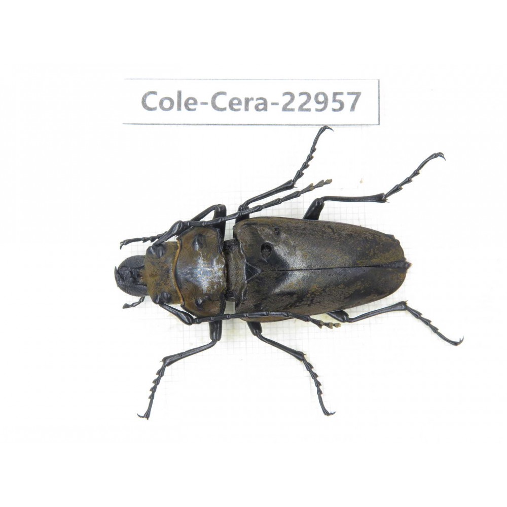 Cerambycidae sp. China, Guizhou, Qiandongnan, Mt.Leigongshan.1Pcs. Cole-Cera-22957.