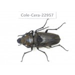 Cerambycidae sp. China, Guizhou, Qiandongnan, Mt.Leigongshan.1Pcs. Cole-Cera-22957.