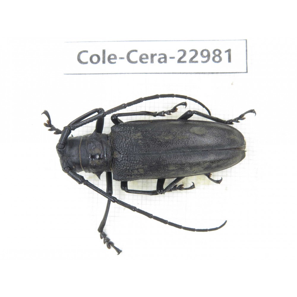 Cerambycidae sp. China, Guizhou, Qiandongnan, Mt.Leigongshan.1Pcs. Cole-Cera-22981.