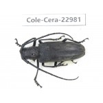 Cerambycidae sp. China, Guizhou, Qiandongnan, Mt.Leigongshan.1Pcs. Cole-Cera-22981.