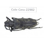Cerambycidae sp. China, Guizhou, Qiandongnan, Mt.Leigongshan.1Pcs. Cole-Cera-22982.