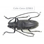 Cerambycidae sp. China, Guizhou, Qiandongnan, Mt.Leigongshan.1Pcs. Cole-Cera-22983.