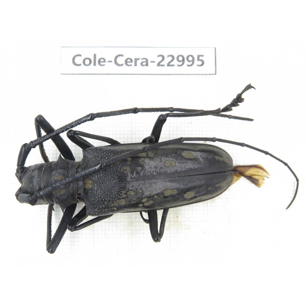 Cerambycidae sp. China, Guizhou, Qiandongnan, Mt.Leigongshan.1Pcs. Cole-Cera-22995.