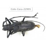 Cerambycidae sp. China, Guizhou, Qiandongnan, Mt.Leigongshan.1Pcs. Cole-Cera-22995.