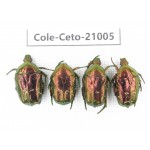 Cetoniidae sp. China, Guizhou, Qiandongnan, Mt.Leigongshan. 4Pcs. Cole-Ceto-21005.