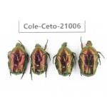 Cetoniidae sp. China, Guizhou, Qiandongnan, Mt.Leigongshan. 4Pcs. Cole-Ceto-21006.