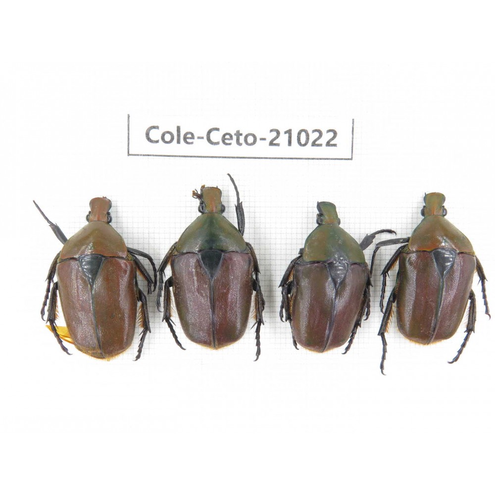 Cetoniidae sp. China, Guizhou, Qiandongnan, Mt.Leigongshan. 4Pcs. Cole-Ceto-21022.