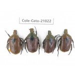 Cetoniidae sp. China, Guizhou, Qiandongnan, Mt.Leigongshan. 4Pcs. Cole-Ceto-21022.