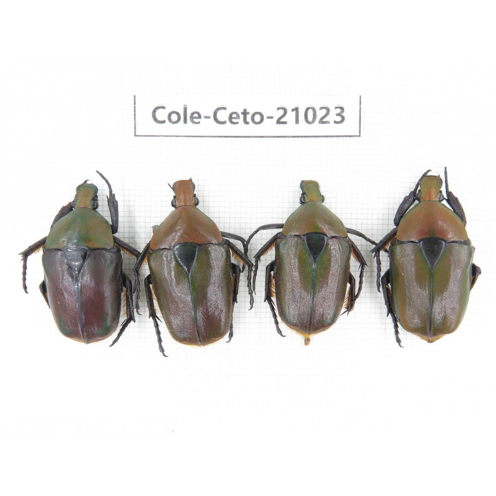 Cetoniidae sp. China, Guizhou, Qiandongnan, Mt.Leigongshan. 4Pcs. Cole-Ceto-21023.