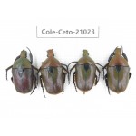 Cetoniidae sp. China, Guizhou, Qiandongnan, Mt.Leigongshan. 4Pcs. Cole-Ceto-21023.