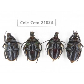 Cetoniidae sp. China, Guizhou, Qiandongnan, Mt.Leigongshan. 4Pcs. Cole-Ceto-21023.