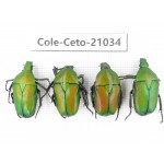 Cetoniidae sp. China, Guizhou, Tongren, Yinjiang county. 4Pcs. Cole-Ceto-21034.