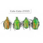 Cetoniidae sp. China, Guizhou, Tongren, Yinjiang county. 4Pcs. Cole-Ceto-21035.