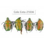 Cetoniidae sp. China, Guizhou, Tongren, Yinjiang county. 4Pcs. Cole-Ceto-21036.
