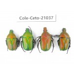 Cetoniidae sp. China, Guizhou, Tongren, Yinjiang county. 4Pcs. Cole-Ceto-21037.