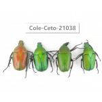 Cetoniidae sp. China, Guizhou, Tongren, Yinjiang county. 4Pcs. Cole-Ceto-21038.