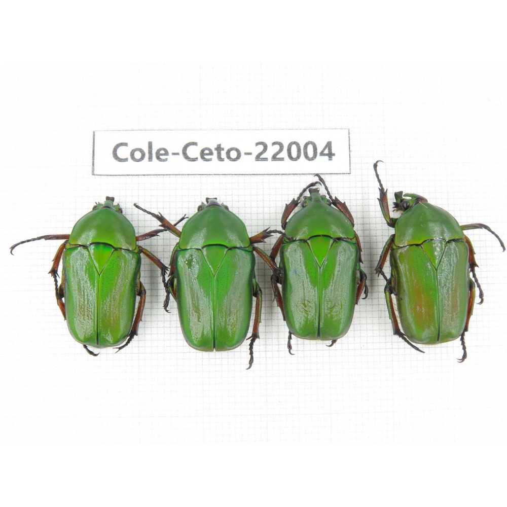 Cetoniidae sp. China, Tibet, Linzhi, Bomi county. 4Pcs. Cole-Ceto-22004.