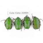 Cetoniidae sp. China, Tibet, Linzhi, Bomi county. 4Pcs. Cole-Ceto-22004.